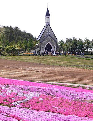 shibazakura2s.jpg