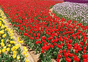 tulip2s.jpg
