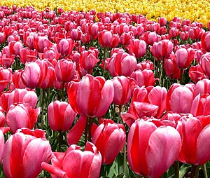 tulip4s.jpg