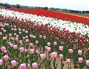 tulip9s.jpg
